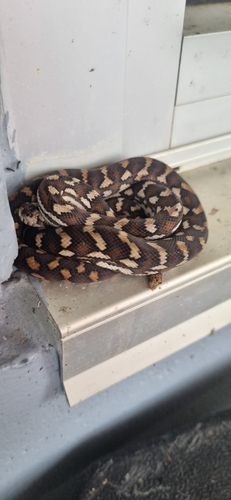 Coastal Carpet Python sighting
