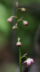 Pyrola asarifolia