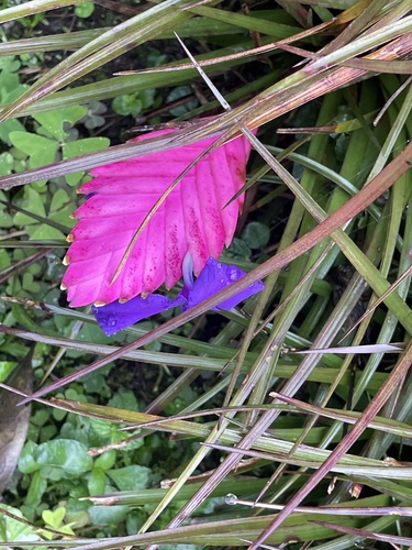 Foto de Tillandsia azul