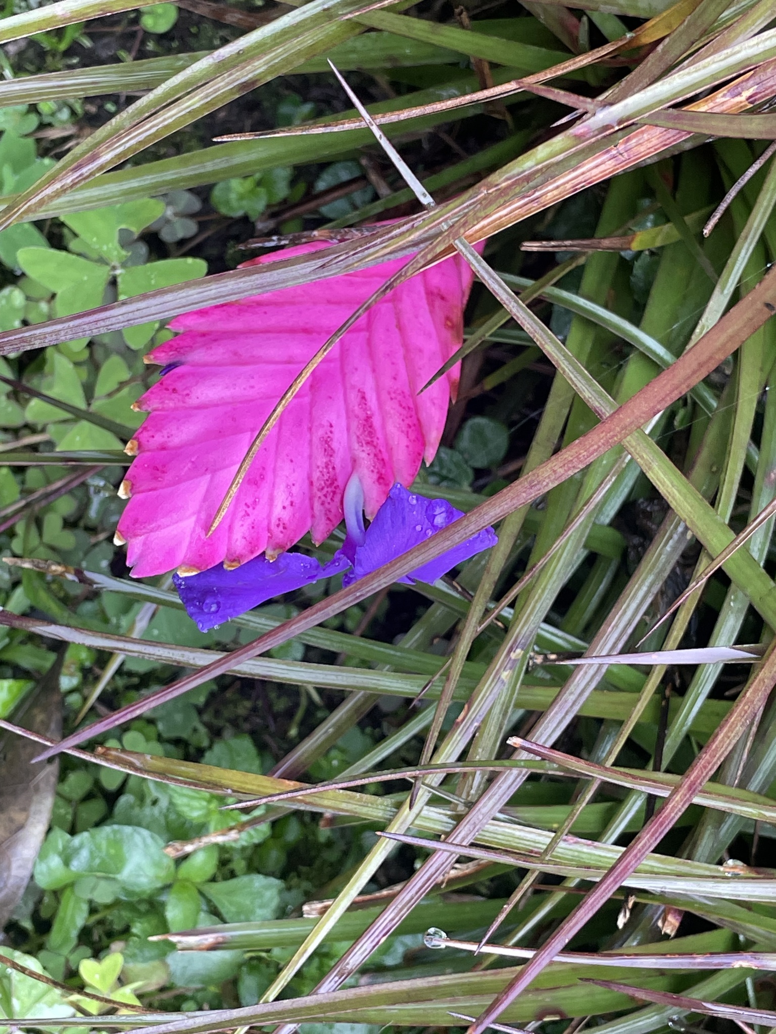 Imagem de Tillandsia azul