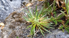 Plantago uniflora (Plantago uniflora)