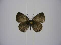 Anthene ukerewensis ukerewensis