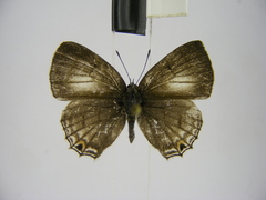 Anthene ukerewensis ukerewensis