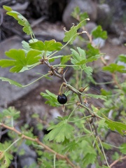 Ribes leptanthum