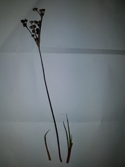 Juncus planifolius