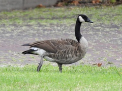 Branta canadensis