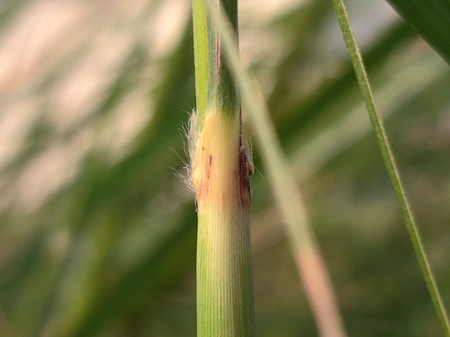 Image of Saccharum spontaneum by (c) vrxz, some rights reserved (CC BY-SA)