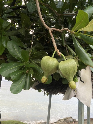 Barringtonia asiatica