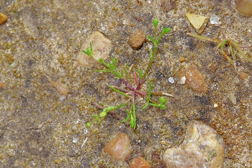 Image of Sagina decumbens by (c) Michelle W. （鍾偉瑋）, some rights reserved (CC BY)