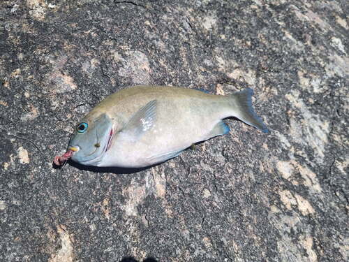 Western rock blackfish (Girella tephraeops) — Kyphosidae — 2