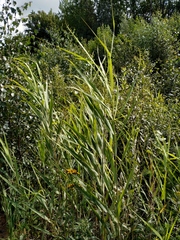 Phragmites australis altissimus