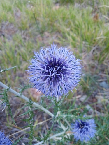 Echinops ritro ssp. ritro