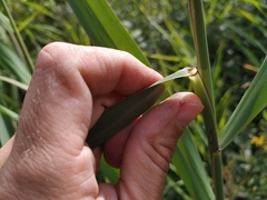 Phragmites australis altissimus