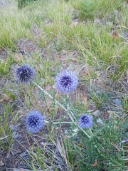 Echinops ritro ritro
