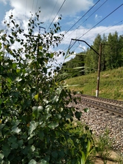 Phragmites australis altissimus