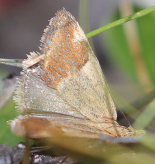 Pyrausta semirubralis