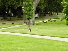 Branta canadensis