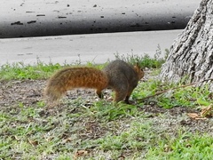 Sciurus niger