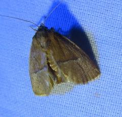 Apoda latomia