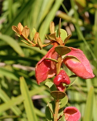 Exobasidium ferrugineae