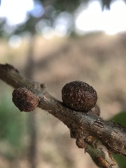 Disholcaspis eldoradensis