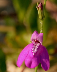 Justicia angusta