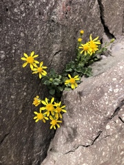 Senecio fremontii