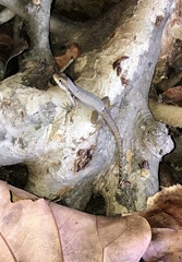 Leiocephalus macropus