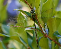 Coryphaeschna adnexa