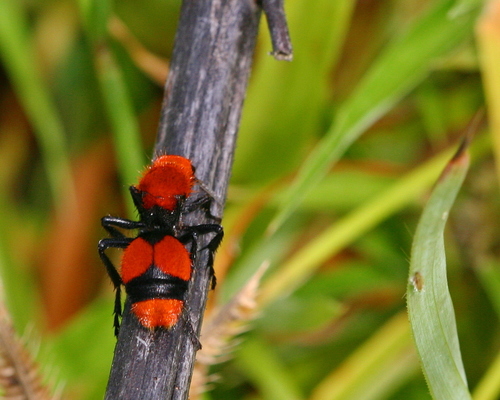 Common Eastern Velvet Ant
