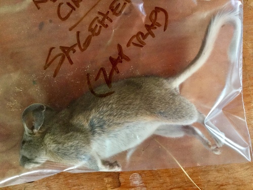 iNaturalist observation photo of Bushy-tailed Woodrat