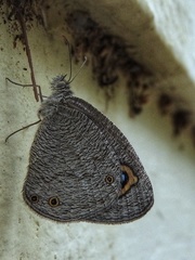 Ypthima asterope