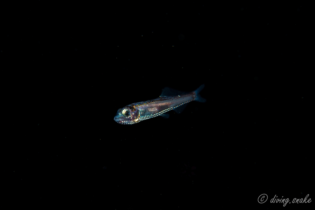 Oceanic Lightfish
