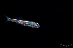Oceanic Lightfish photo 2