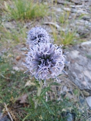 Echinops ritro ritro