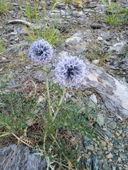 Echinops ritro ritro