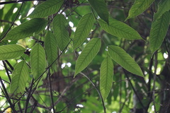 Hopea