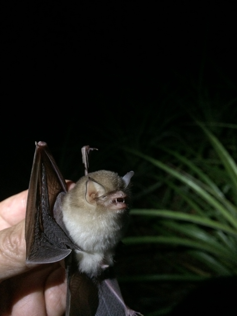 Brazilian Funnel-Eared Bat