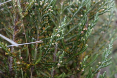 Andicolea thuyoides