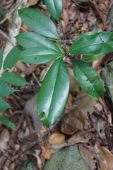 Gonystylus