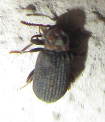Paragonocnemis