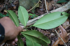 Gonystylus