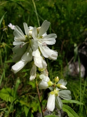 Sidalcea candida