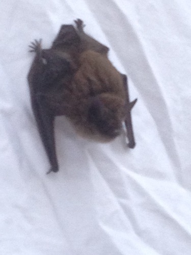 iNaturalist observation photo of Mouse-eared Bats