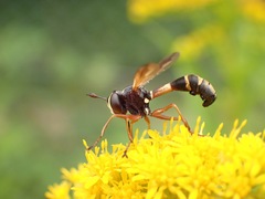 Physocephala rufipes
