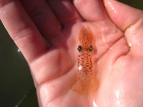 Atlantic brief squid