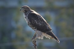 Buteo jamaicensis