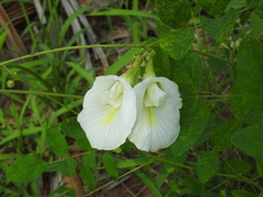 Clitoria ternatea albiflora