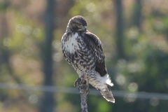 Buteo jamaicensis