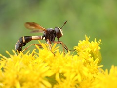 Physocephala rufipes